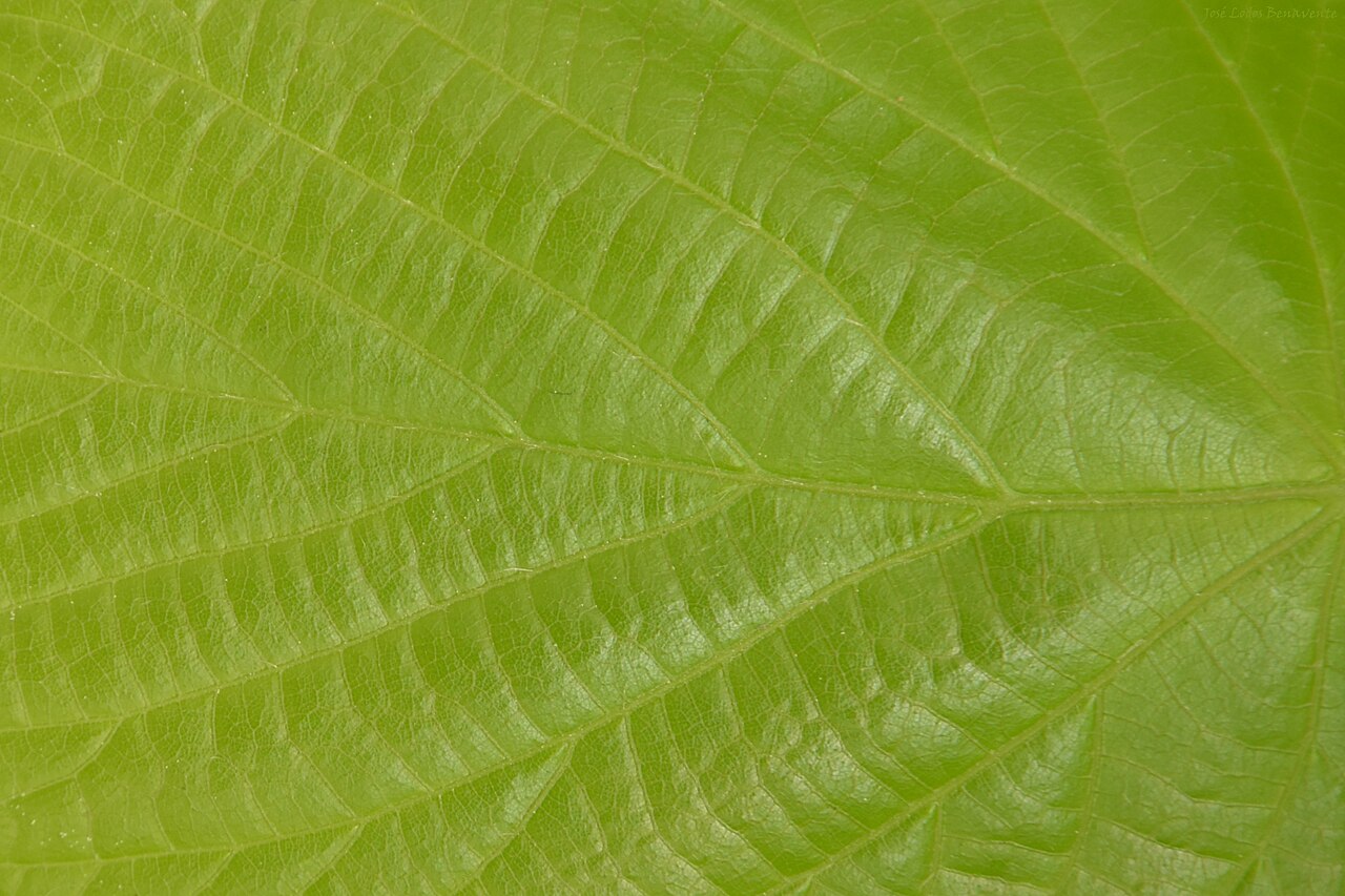 A green leaf backlit by sunlight